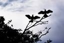 content/rainforest.htm/preview/mal0510_012.jpg